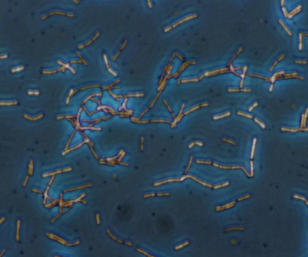 STD Awareness: The Vaginal Microbiome and Cervical Cancer